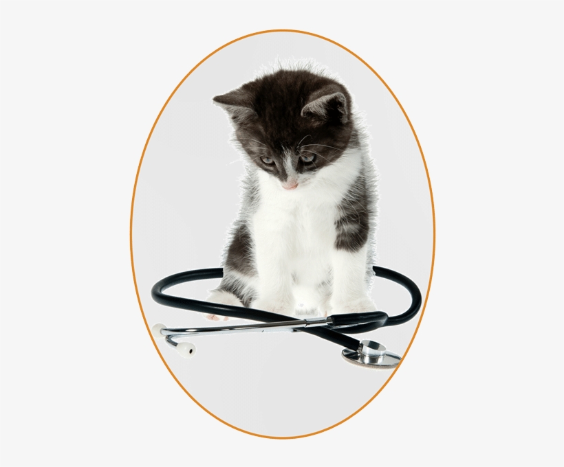 What To Expect At Your First Visit To Uniquely Cats - Cat, transparent png download