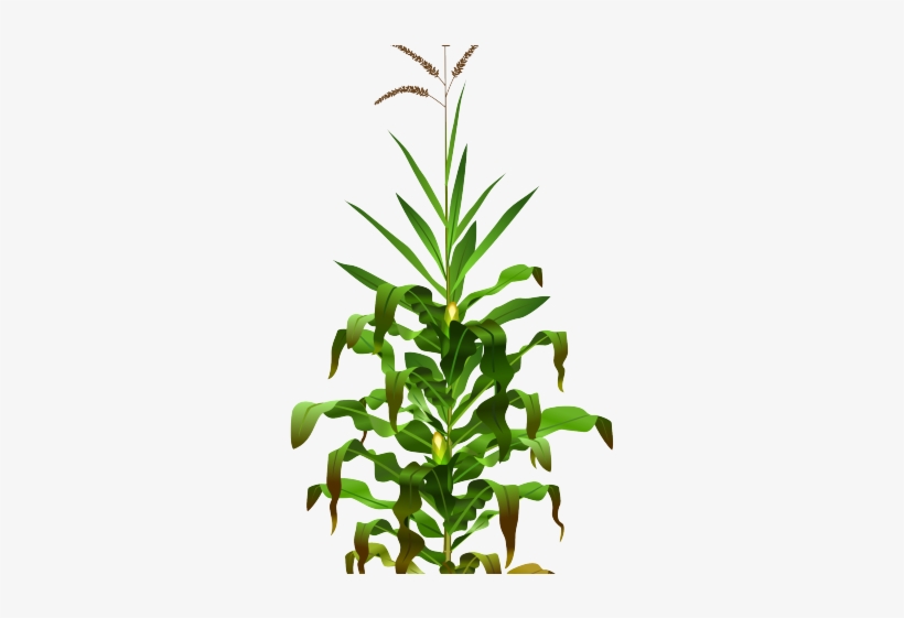 Cornfield Clipart - Corn Maize Plant Png, transparent png download