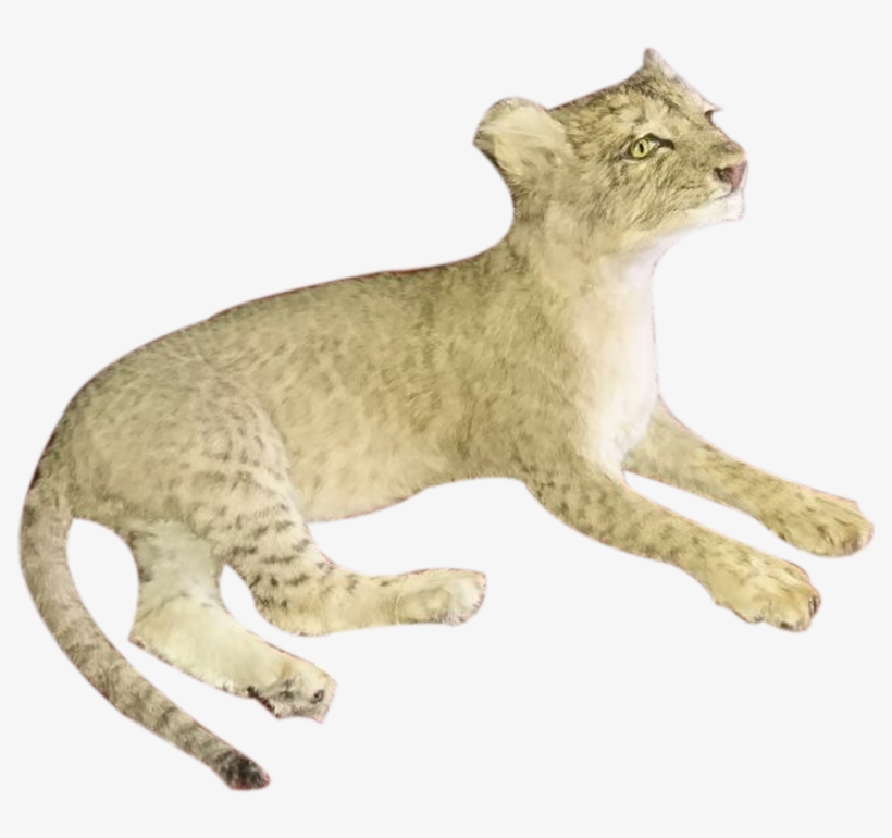 Baby Lion Full Mount Lying Down Bl - California Spangled, transparent png download