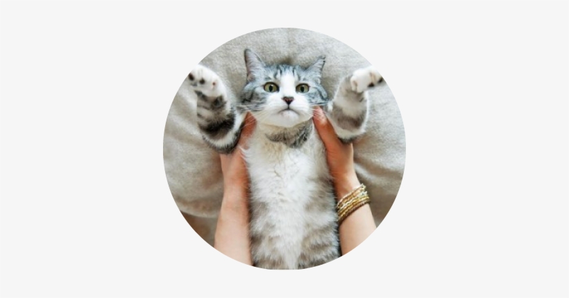 Cat And My Way Of Living / Lecturer - 坂本 美雨 猫, transparent png download