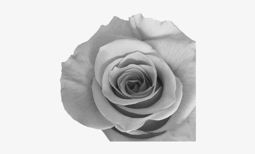 Normalmente, Es El Color Elegido Por Las Novias Para - Garden Roses, transparent png download