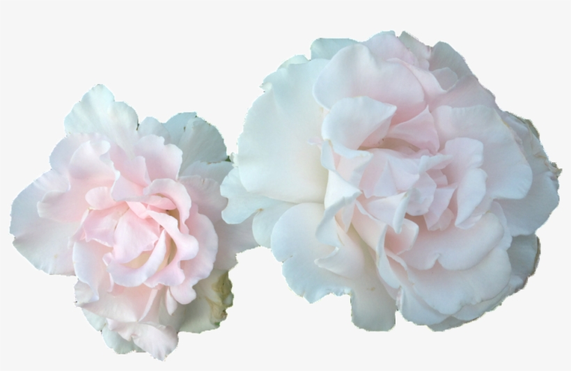 Dos Rosas Y Flores Blancas Con Un Png Transparente - Carnation, transparent png download
