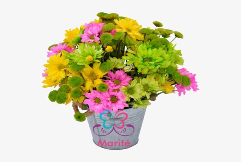 Balde De Maules - African Daisy, transparent png download