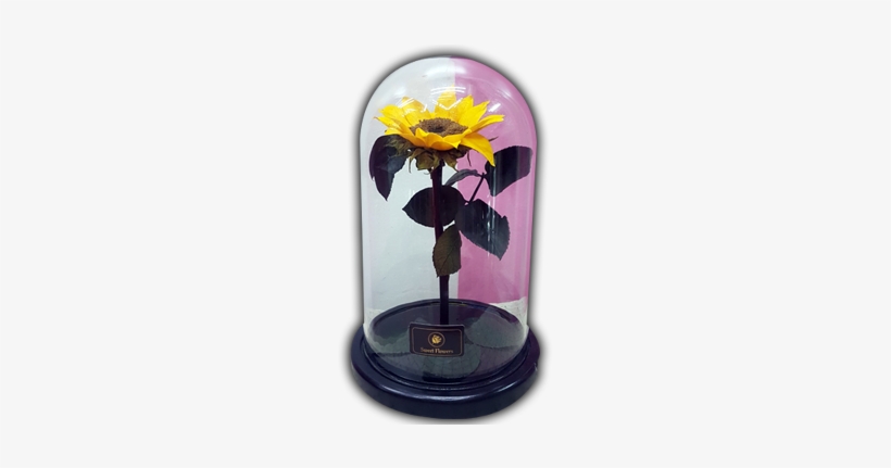 Girasoles Preservados, transparent png download