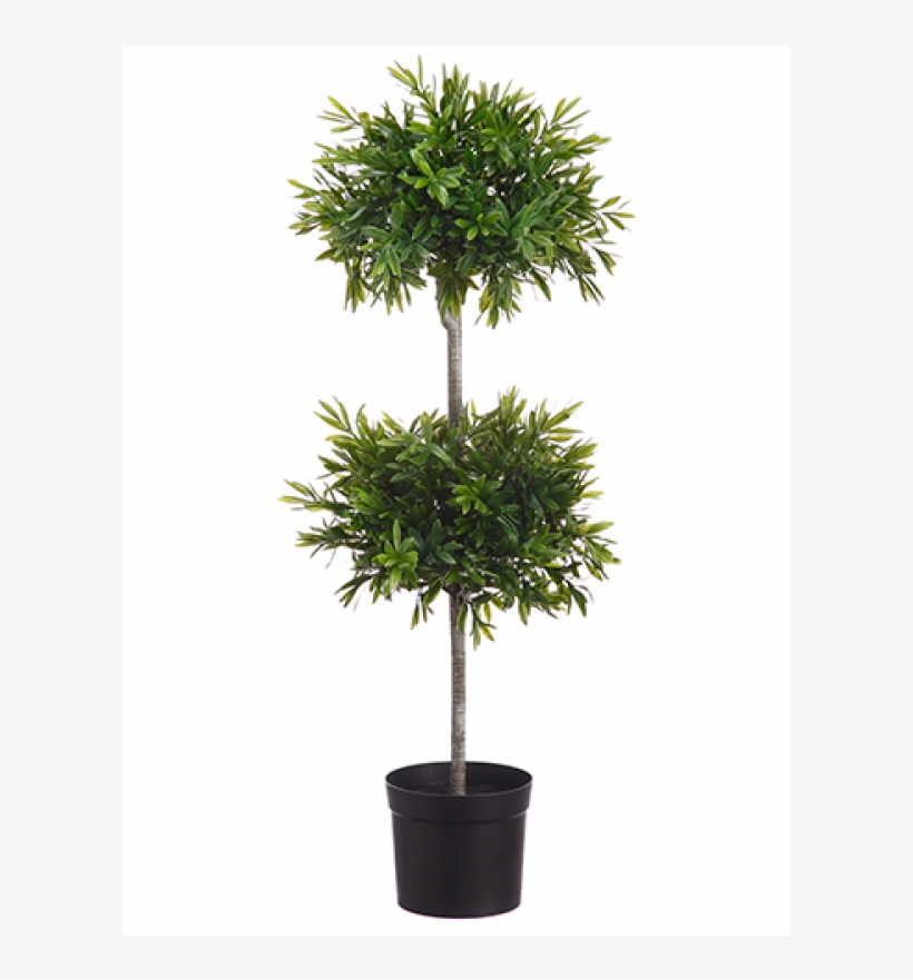38" Olive Leaf Double Ball Topiary In Black Pot Two - Houseplant, transparent png download