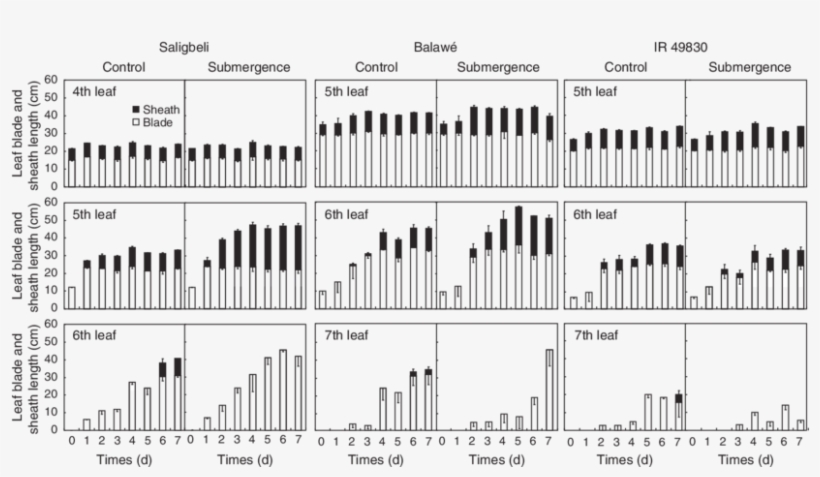 Effect Of Complete Submergence In A Pot Experiment - Illustration, transparent png download