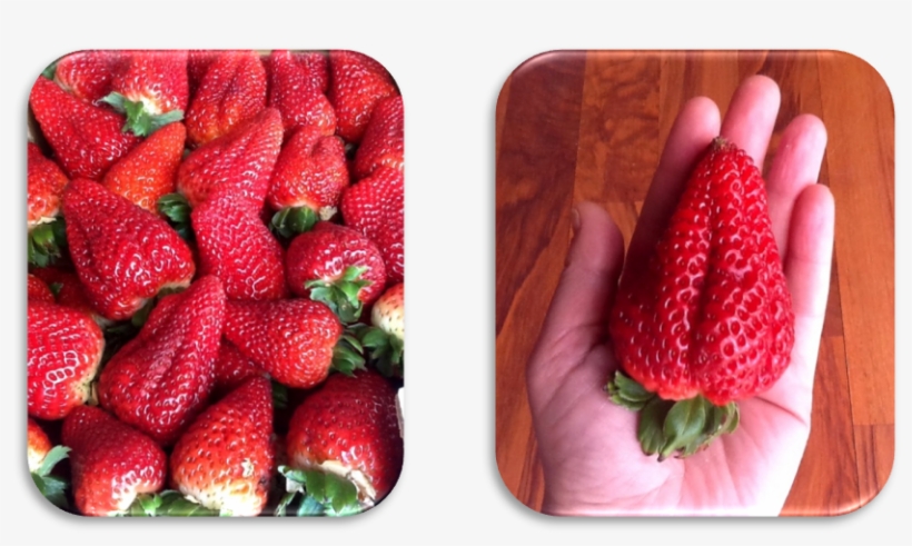 Fresas - Fresa's 9th & Lamar, transparent png download