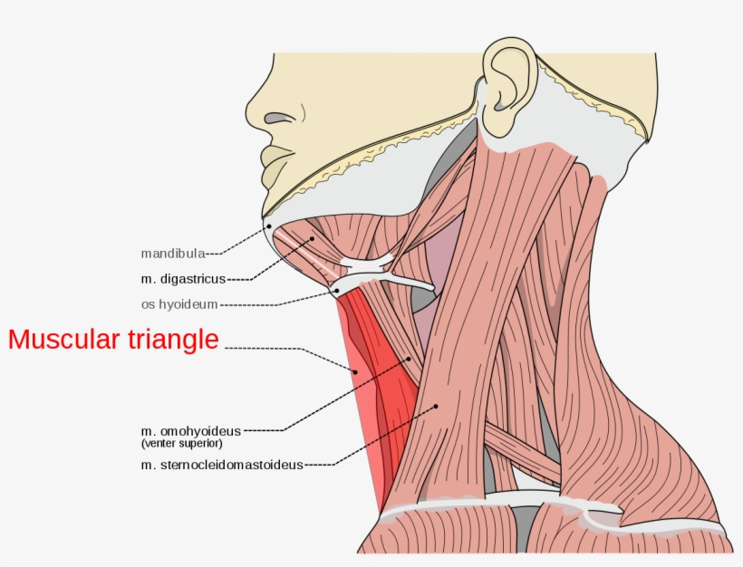 Muscular Triangle, transparent png download