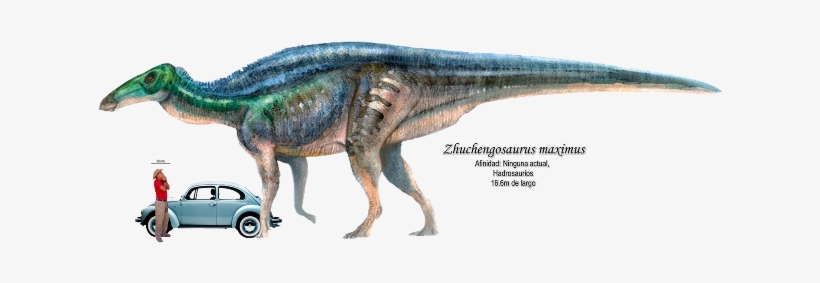 Zhuchengosaurus Maximus A Escala, Basado En Un Hadrosaurio - Shantungosaurus Giganteus, transparent png download