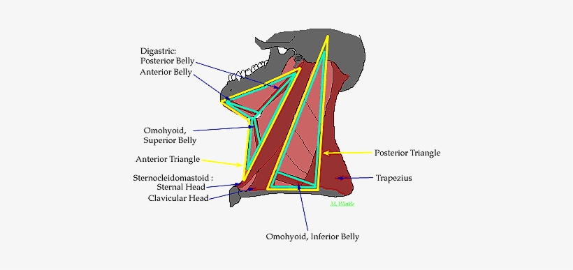 Nice Work - Posterior And Anterior Triangle, transparent png download