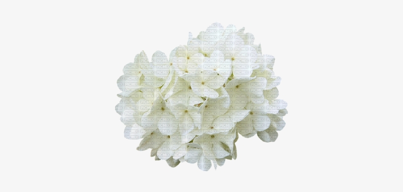 Flores Blancas,adolgian - Cherry Blossom, transparent png download