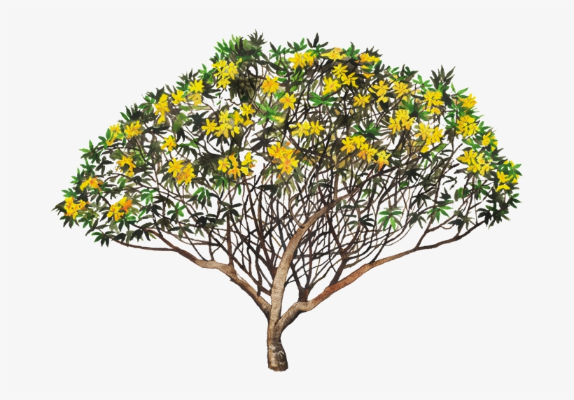 Red Frangipani, transparent png download