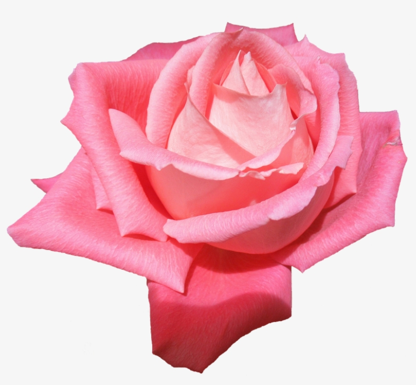 Plant, Flower, Rose, Without A Background - Flor Png Sin Fondo, transparent png download