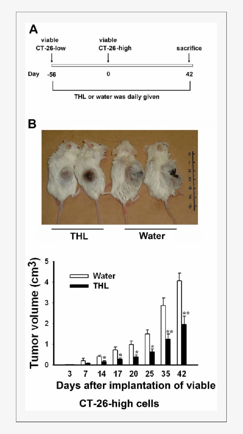 Tien Hsien Liquid Inhibited The Growth Of Ct26 High - Syngenic, transparent png download
