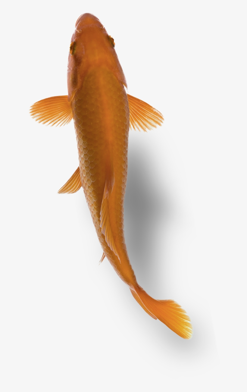 Fish - Bony-fish, transparent png download