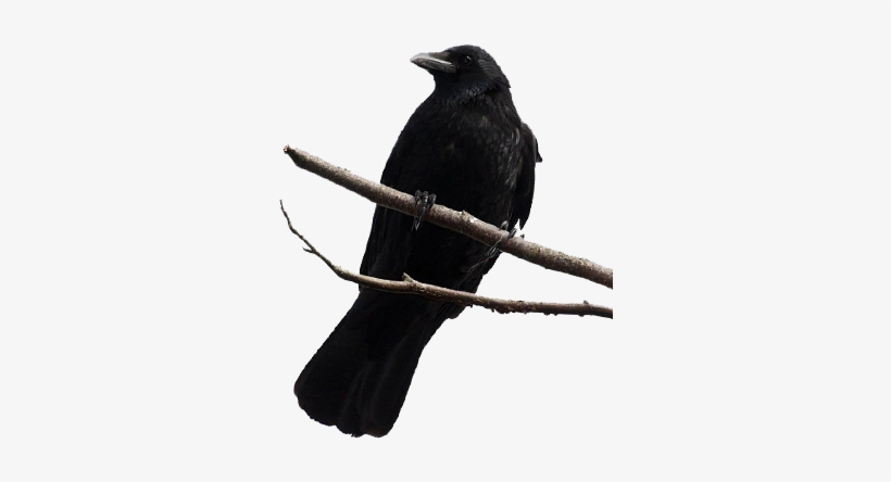 Crows - Crow On A Branch Png, transparent png download