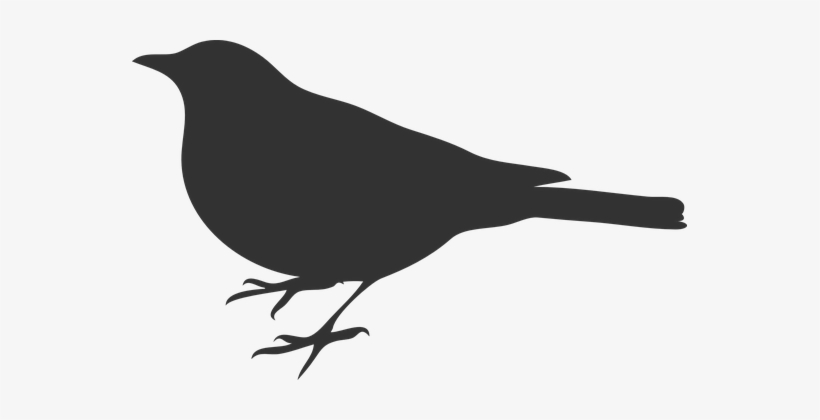 Picture Royalty Free Bird Grey Crow Raven - Bird Silhouette Clip Art, transparent png download