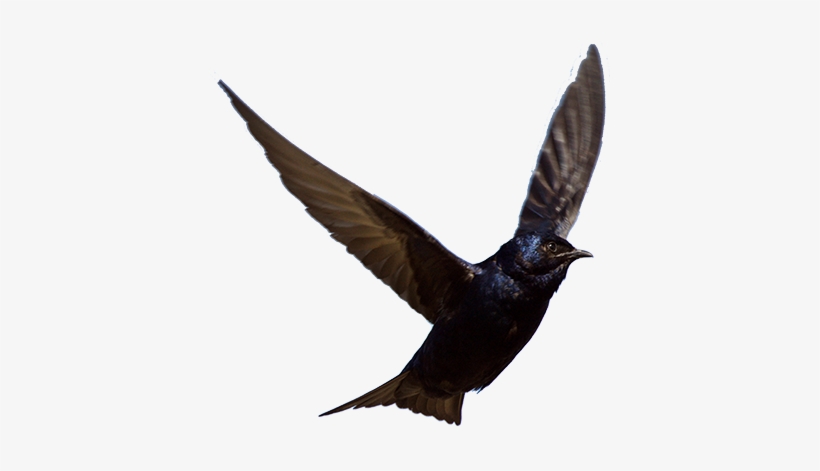 Email Signup - Purple Martins. The Complete Guide. Includes Info S,, transparent png download