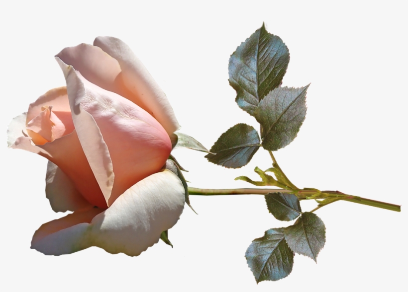 Flower, Rose, Bud, Stem, Perfume, Garden, Nature - Perfume, transparent png download