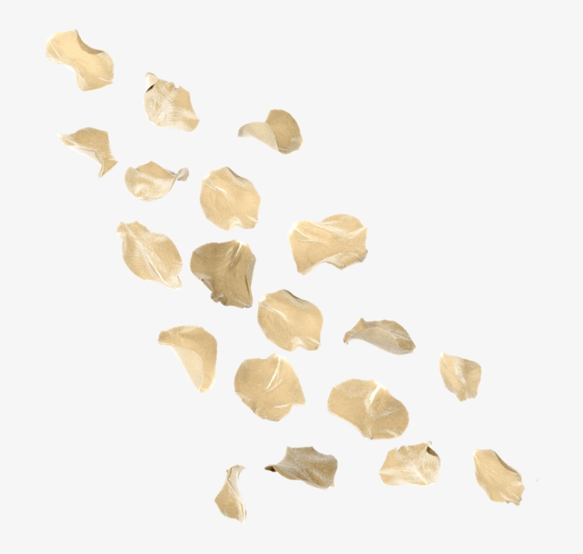 Otros Blogs Que Te Pueden Interesar - Fondos Con Petalos De Rosas Blancas, transparent png download