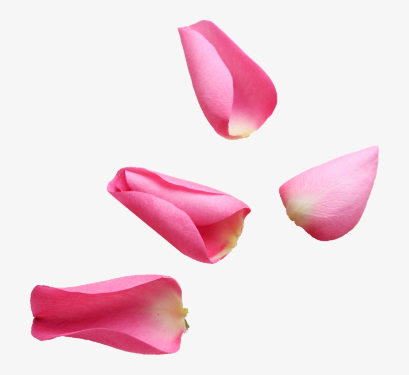 Scrap De Petalos De Flores Petalos De Flor Png Png Image Transparent Png Free Download On Seekpng