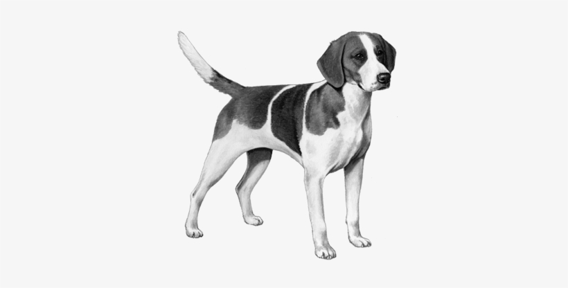 English Fox Hound - English Foxhound, transparent png download