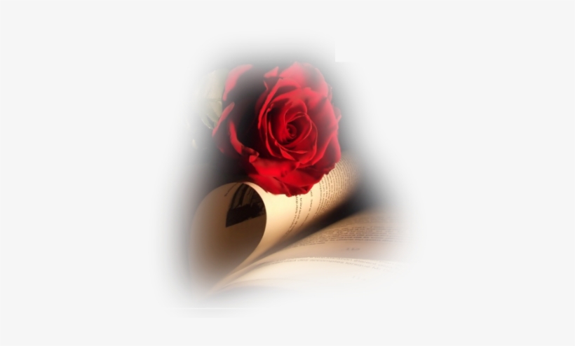 "la Rosa En Tu Talle" Juego Amor, Sobre Tu Cuerpo Vestida - Rose And Book, transparent png download