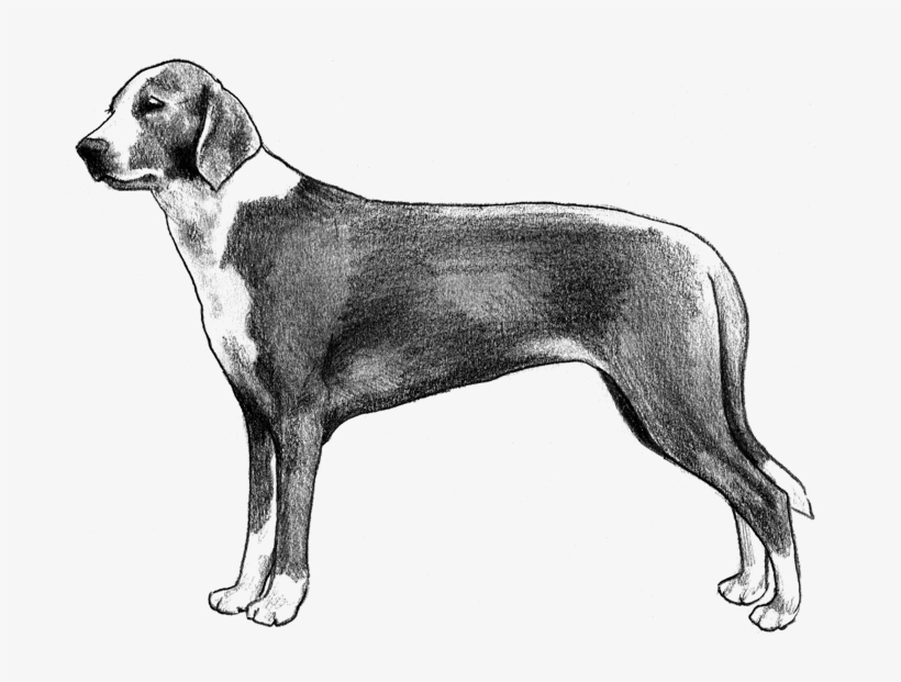 German Longhaired Spaniel Akc, transparent png download