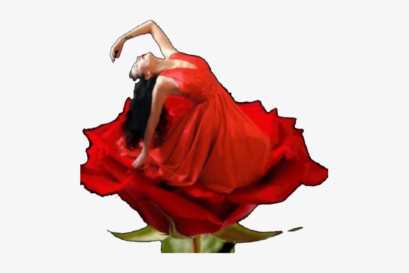 Captura De Pantalla 2014 12 30 - Single Rose, transparent png download