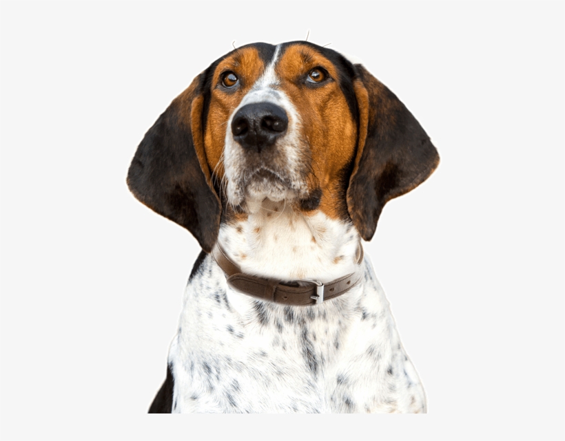 Treeing Walker Coonhound - Treeing Walker Coonhound Guide Treeing Walker Coonhound, transparent png download