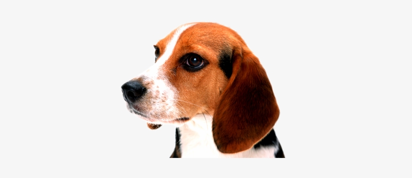 Dog - Sympathy - Dog Thoughts And Prayers Card, transparent png download