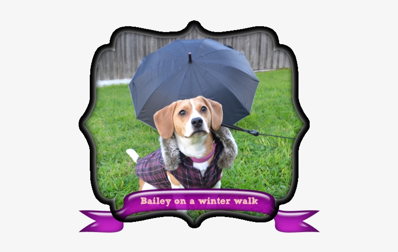 Exercising Your Dog In Tough Weather Conditions » Pet - Dog Breed, transparent png download