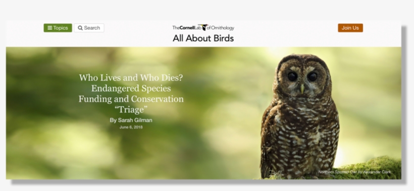 Living Bird Spotted Owl - Bird, transparent png download