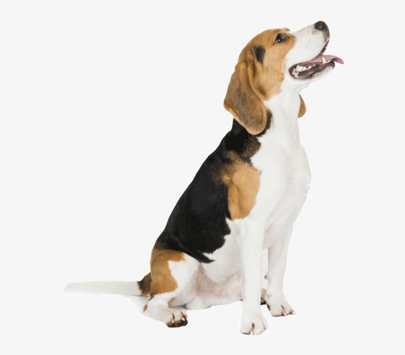 Training And Obedience - English Foxhound, transparent png download