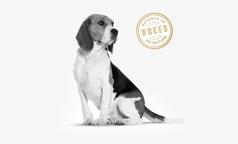 royal canin junior beagle