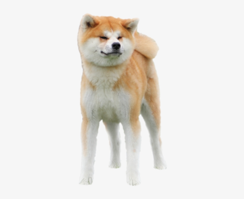 Copyright - - Akita Png, transparent png download