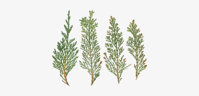 Mainpicture - Christmas Tree, transparent png download