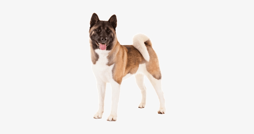 Akita Dog Png, transparent png download