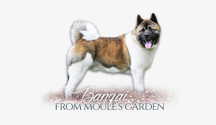 American Akita Banzai From Moule's Garden - Vaiden, transparent png download