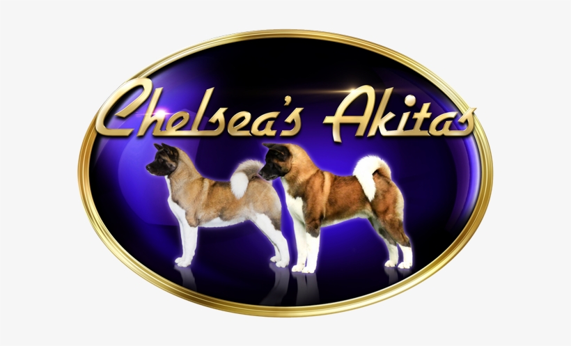 Chelsea's Akitas Home Page - Akita, transparent png download