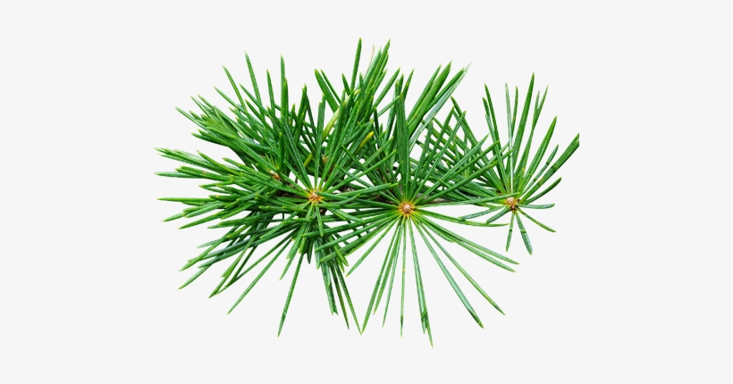 Cedarwood - Aromatherapy, transparent png download