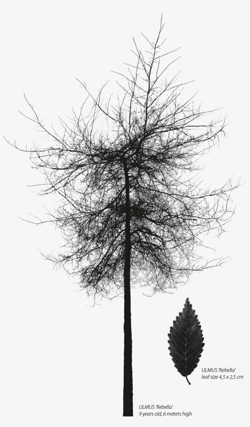 Georgia Pine, transparent png download