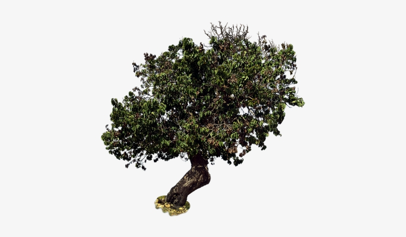 Mulberry, transparent png download