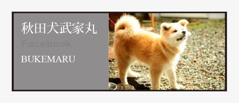 Akita Dog Bukemaru - Hokkaido, transparent png download