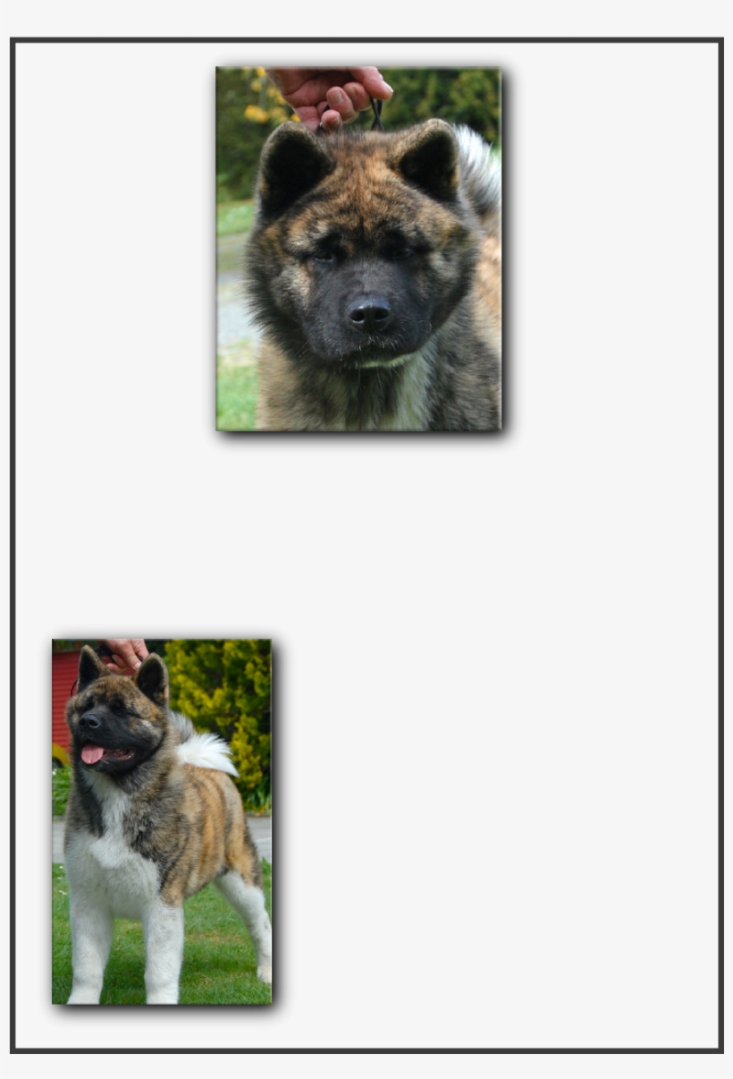 Arvon Akitas, transparent png download