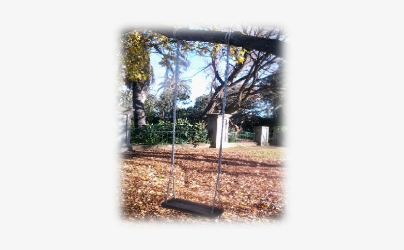 Using Tree Swings On Shabbos - Tree, transparent png download