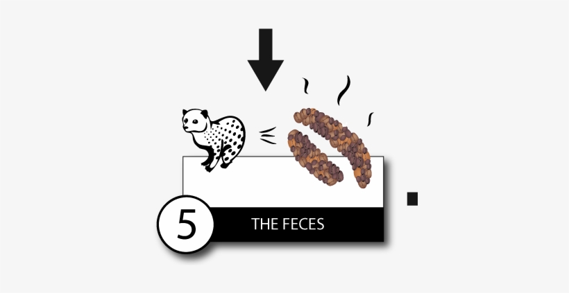 Normally They Prefer To Eat Just The Ripest Coffee - Luwak Coffee Making Process, transparent png download
