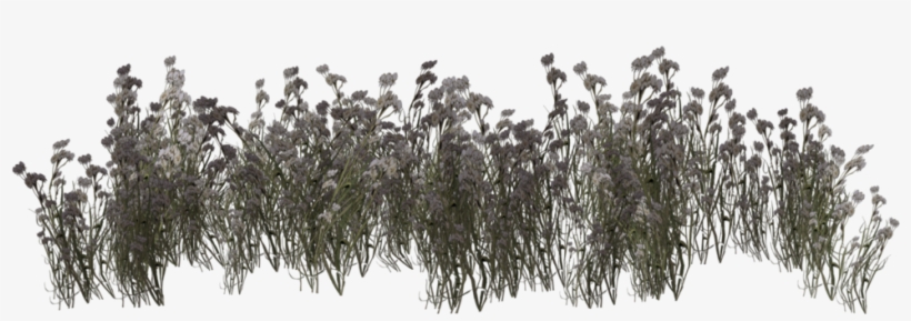 Grassland Png - Willow, transparent png download