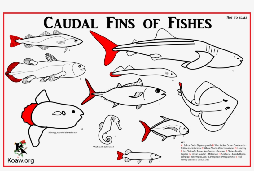 Caudal Fins With Multiple Species - Fish Fin, transparent png download