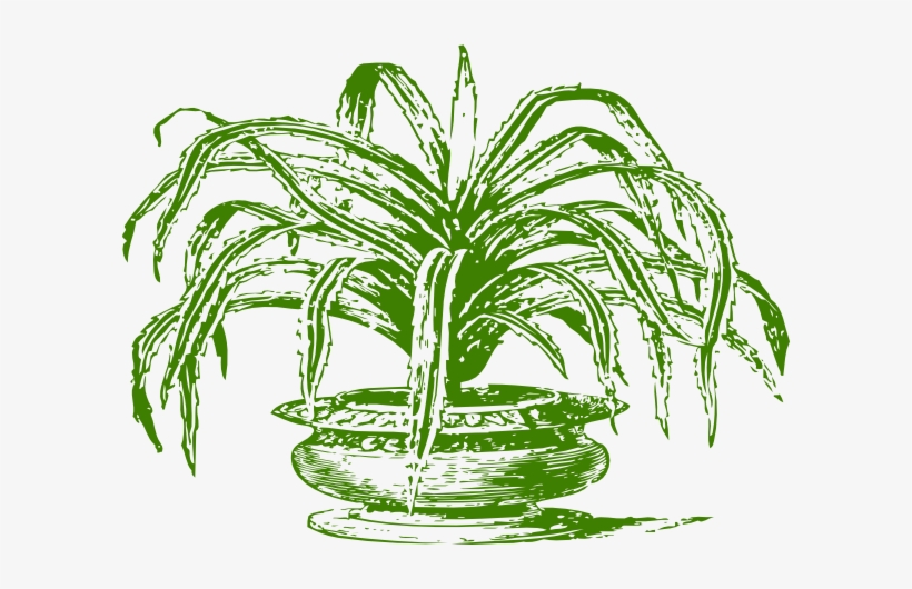 Potted Tree Clip Art - Tree, transparent png download